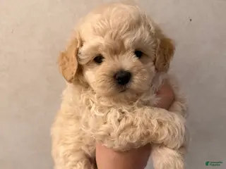 Maltipoo dogs Maltipoo Puppy 1 - Ad 30