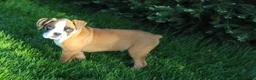 Boxer dogs for sale: Gus - Ad 5