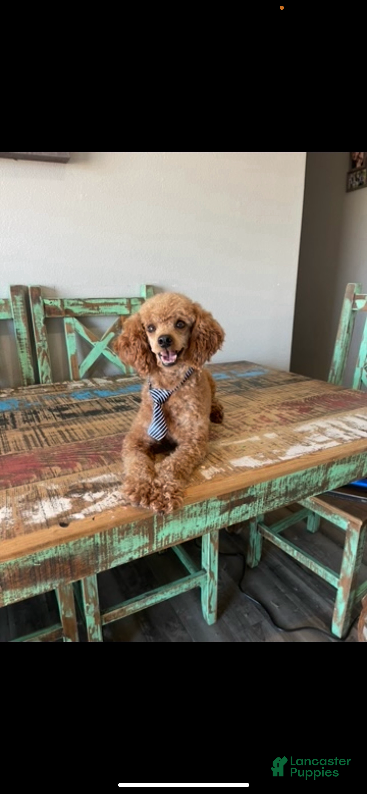 Miniature Poodle dogs Akc Clear 🧬 including IVDD Proven Red Boy - Ad 2