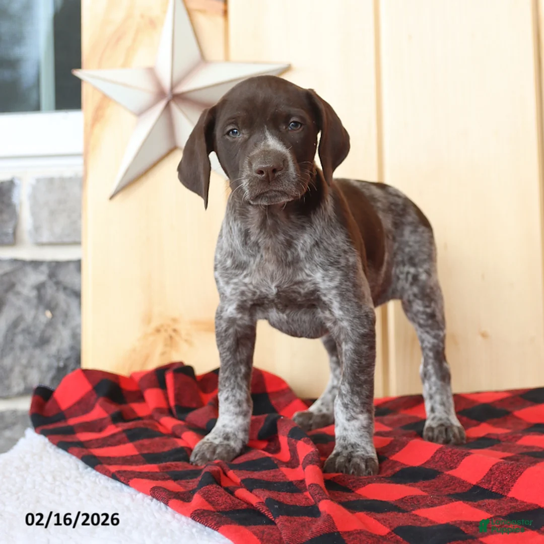 German Shorthaired Pointer dogs for sale: Dixie - Ad 4
