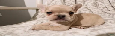 Louie