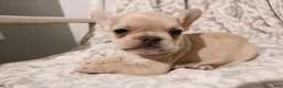 French Bulldog dogs for sale: Louie - Ad 1