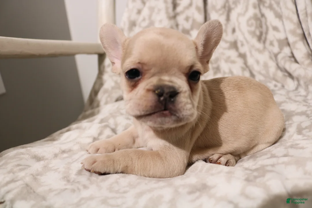 French Bulldog dogs for sale: Louie - Ad 1