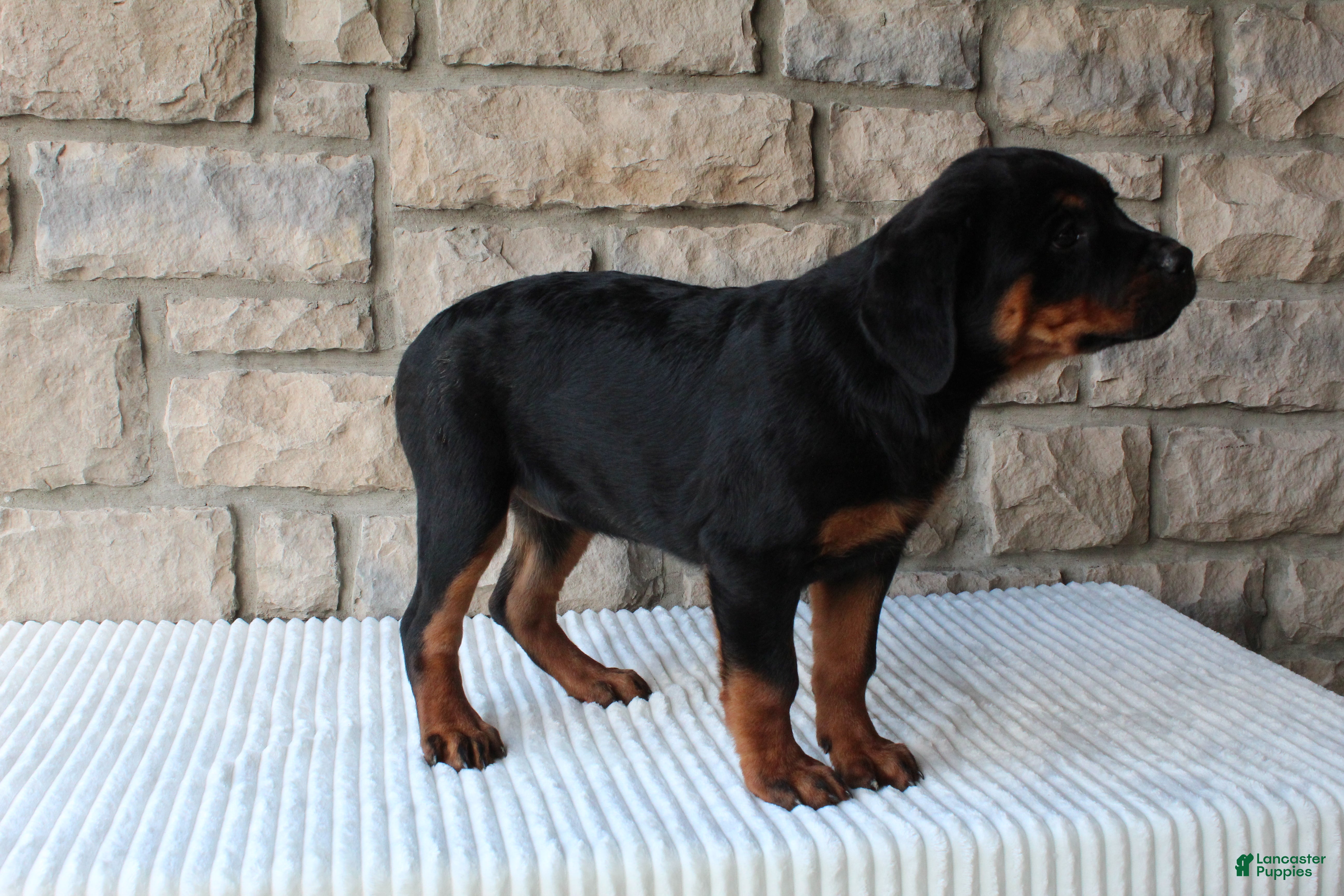 Rottweiler dogs Bella - Ad 2