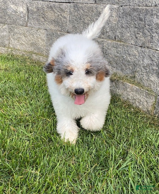Mini Bernedoodle dogs Jeffrey - Ad 1