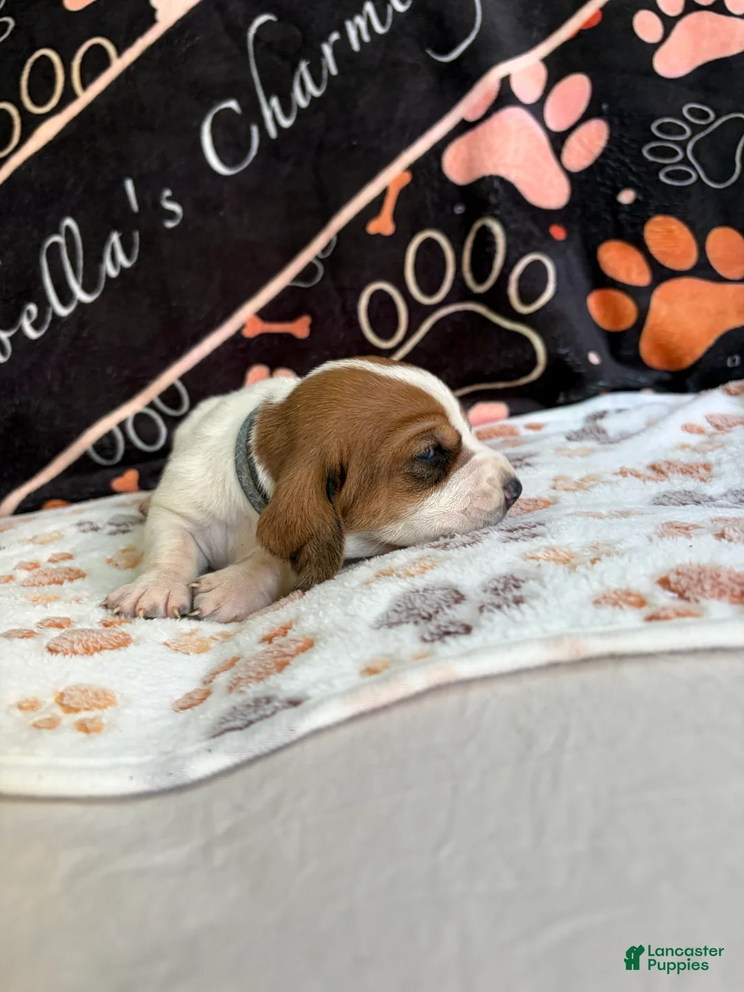 Basset Hound dogs for sale: Basset Hound 6 - Ad 2