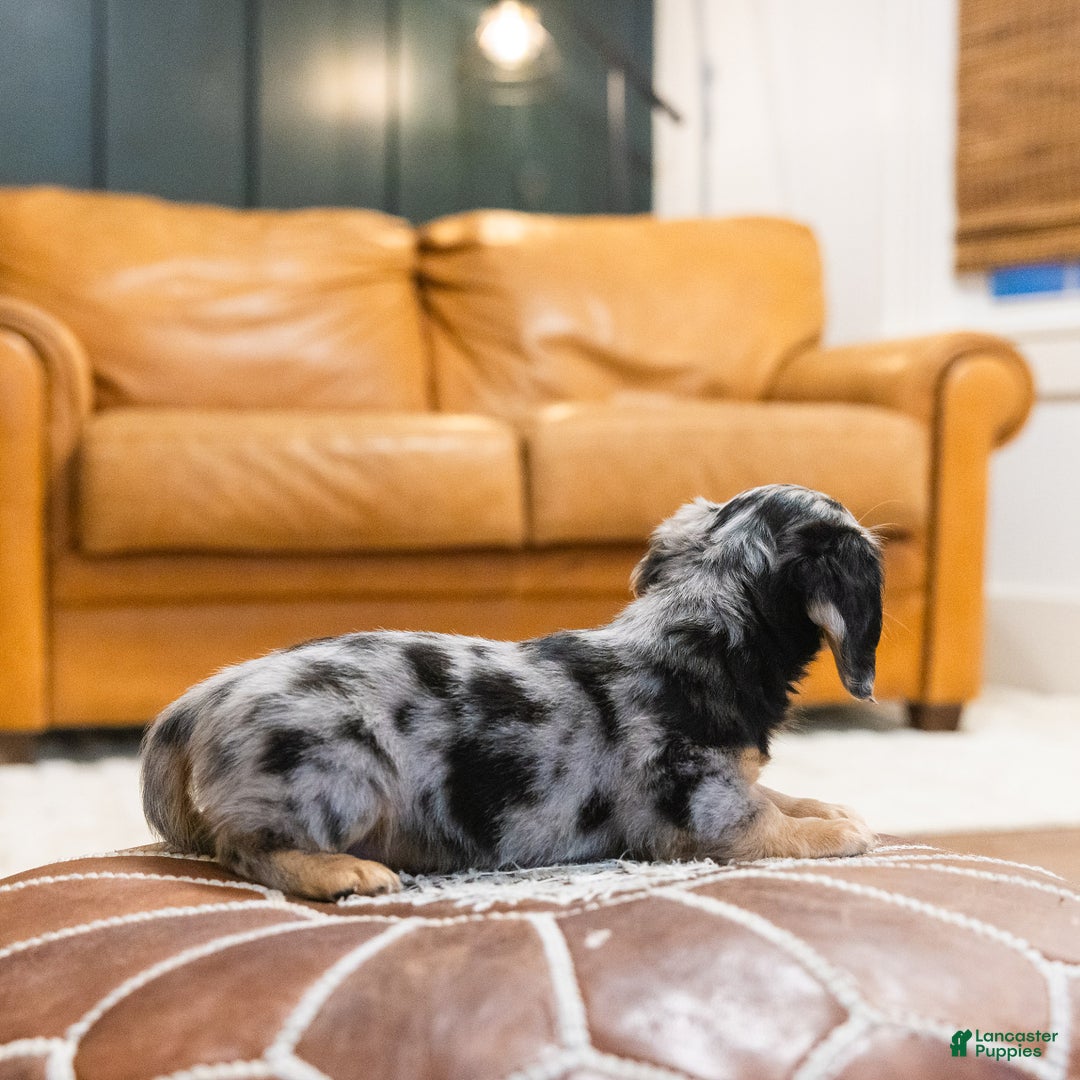 Miniature Dachshund dogs for sale: Max - Ad 4