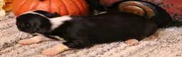 Toy Australian Shepherd dogs for sale: Ivory black tri f - Ad 3