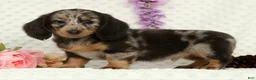 Miniature Dachshund dogs for sale: Weston - Ad 5