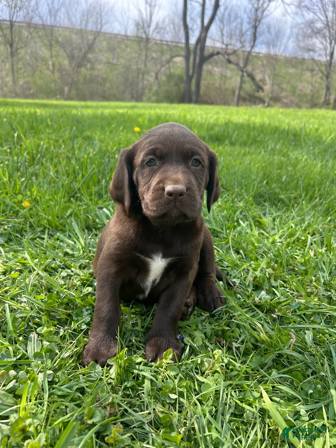 Mixed Breed dogs for sale: Rosie - Ad 2