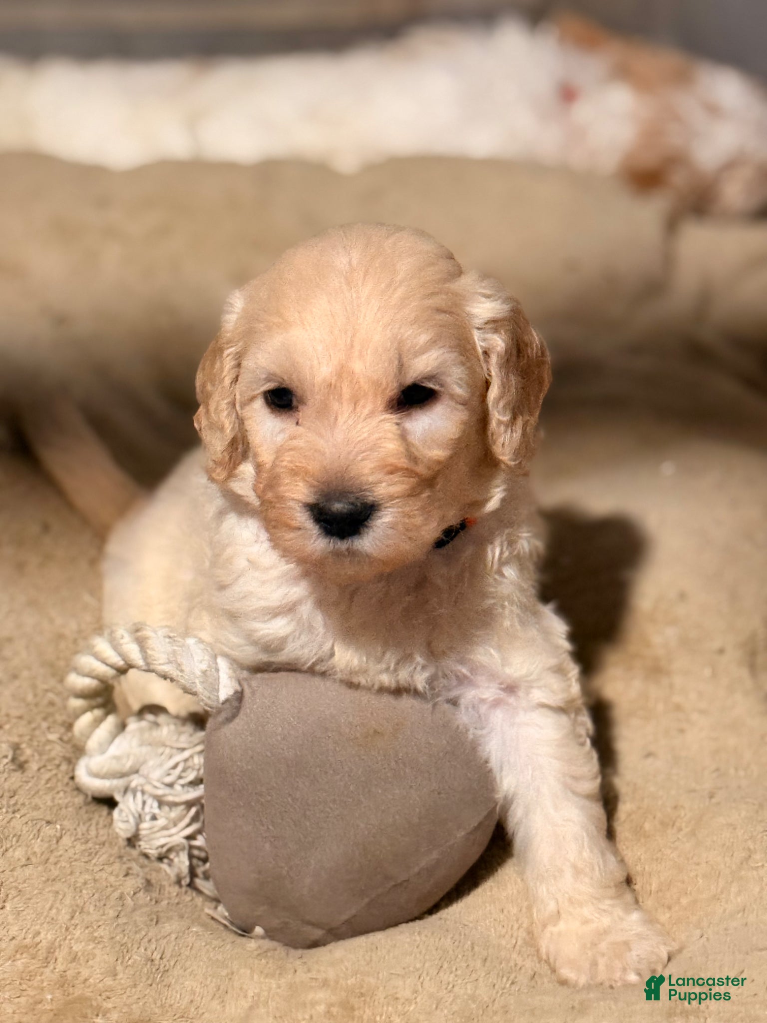 Goldendoodle dogs Goldendoodle Puppy 3 - Ad 40