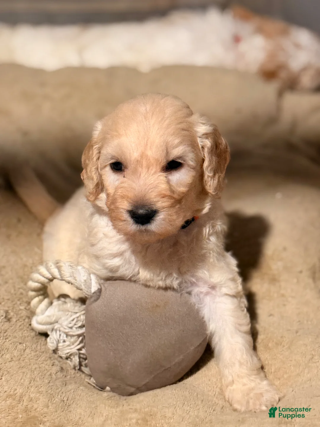 Goldendoodle dogs for sale: Goldendoodle Puppy 3 - Ad 1