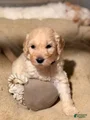 Goldendoodle Puppy 3
