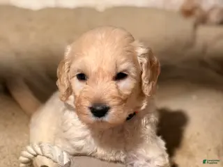 Goldendoodle dogs Goldendoodle Puppy 3 - Ad 40