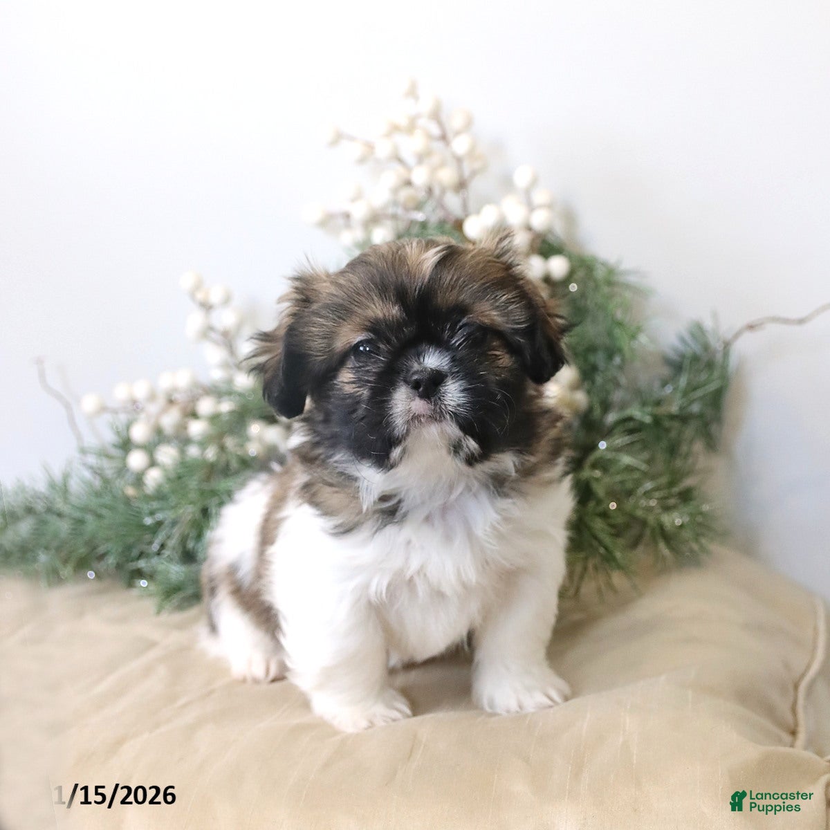 Shih Tzu dogs Felicity - Ad 11
