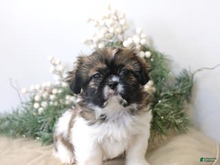 Shih Tzu dogs Felicity - Ad 39