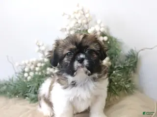 Shih Tzu dogs Felicity - Ad 10