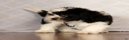 Havanese dogs for sale: Scott - Ad 9