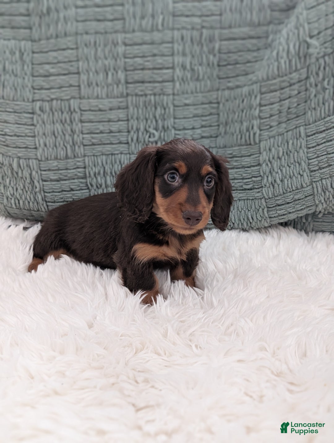 Miniature Dachshund dogs for sale: Chestnut  - Ad 5