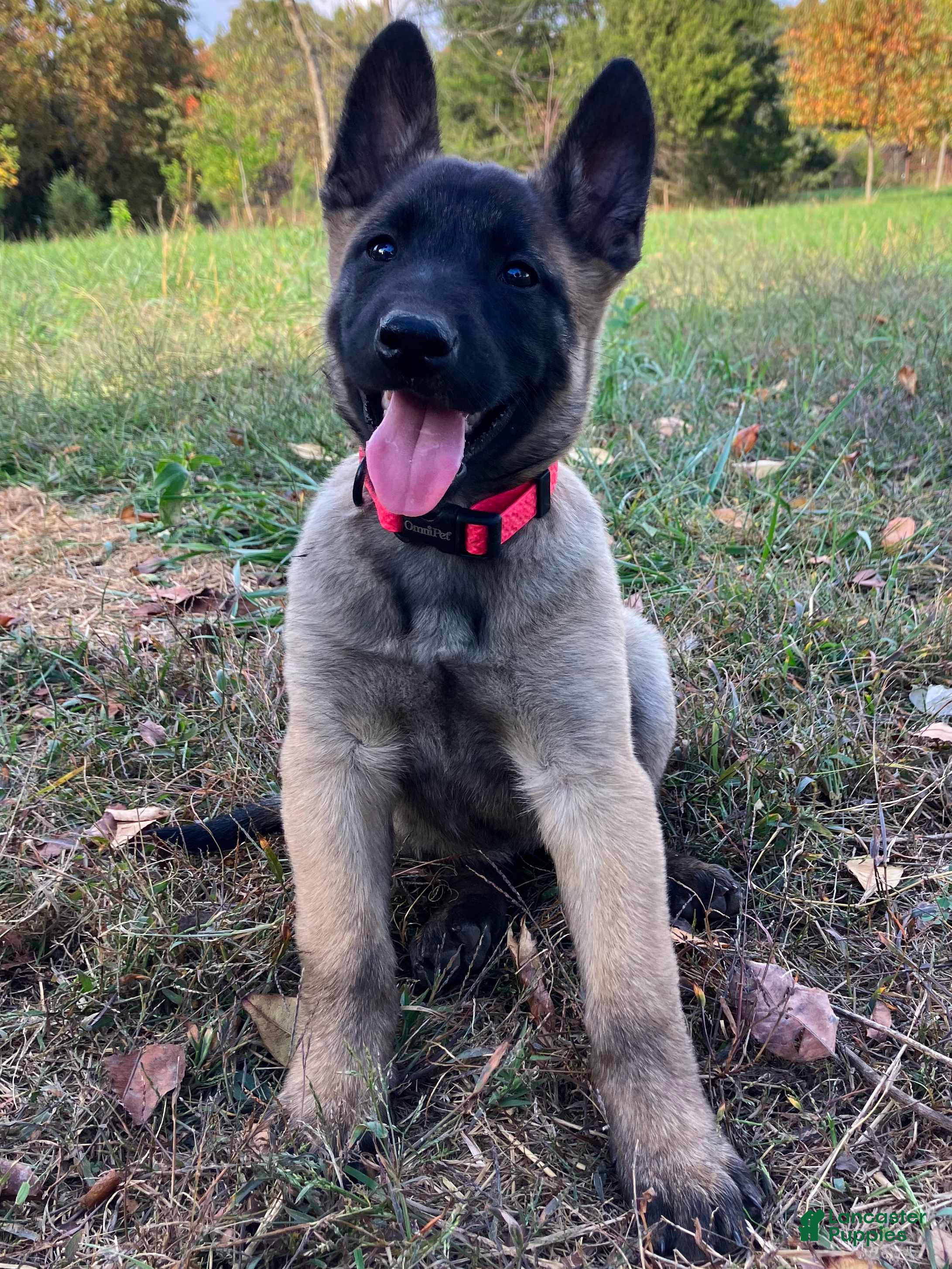 Belgian Malinois dogs Belgian Malinois Puppy Female (F5) - Ad 4
