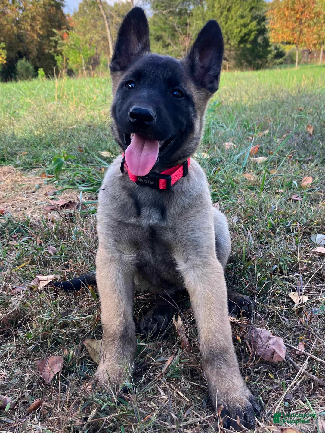 Belgian Malinois dogs for sale: Belgian Malinois Puppy Female (F5) - Ad 1