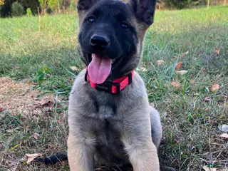 Belgian Malinois dogs Belgian Malinois Puppy Female (F5) - Ad 3