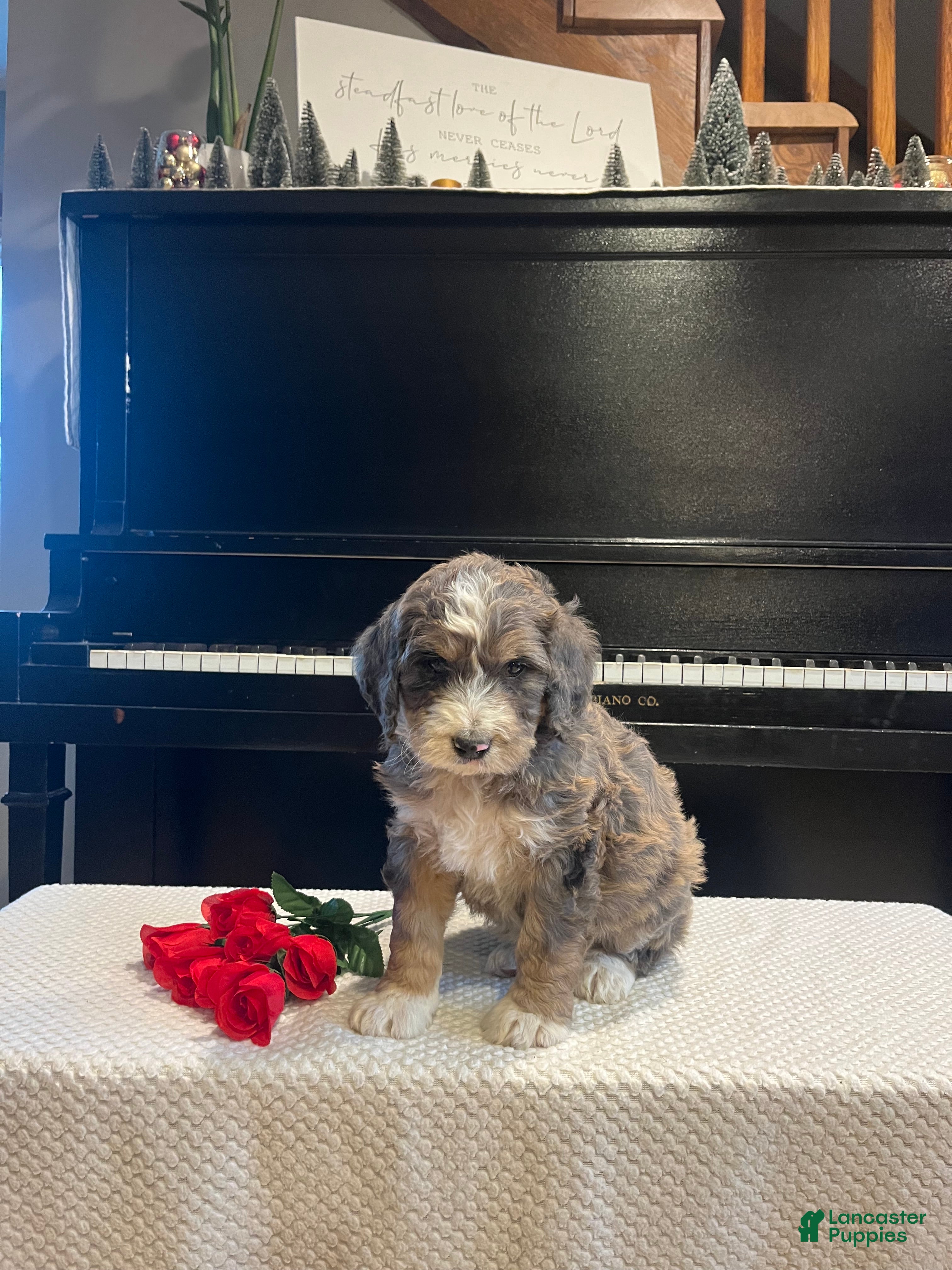 Bernedoodle dogs Spruce - Ad 12