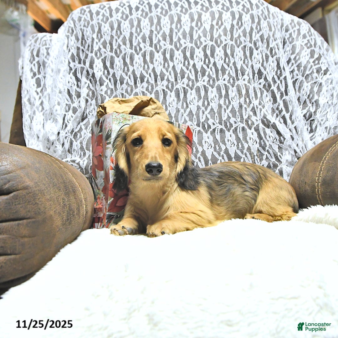 Miniature Dachshund dogs for sale: Fredrick - Ad 21