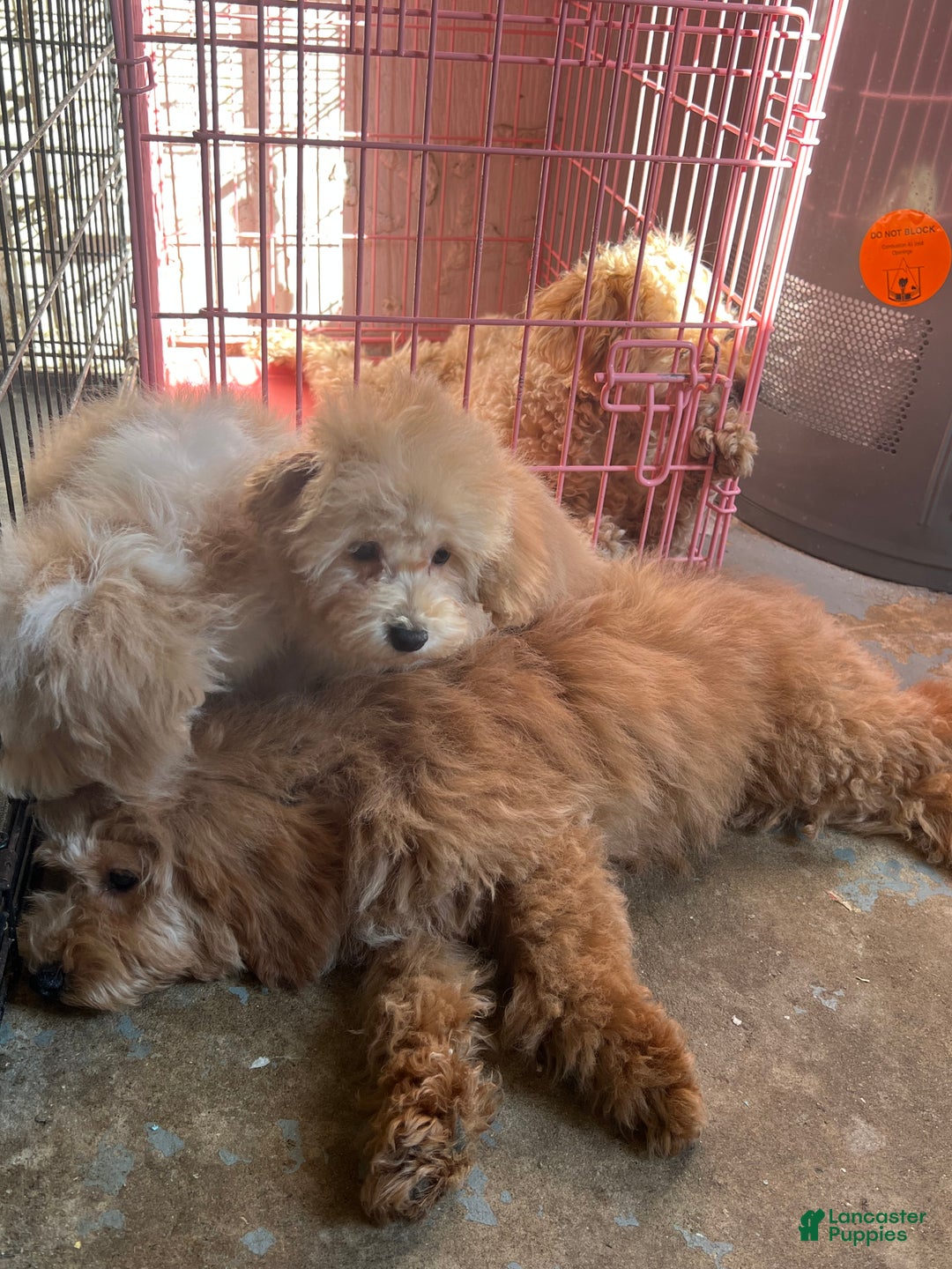 Mixed Breed dogs for sale: Raven - Ad 13