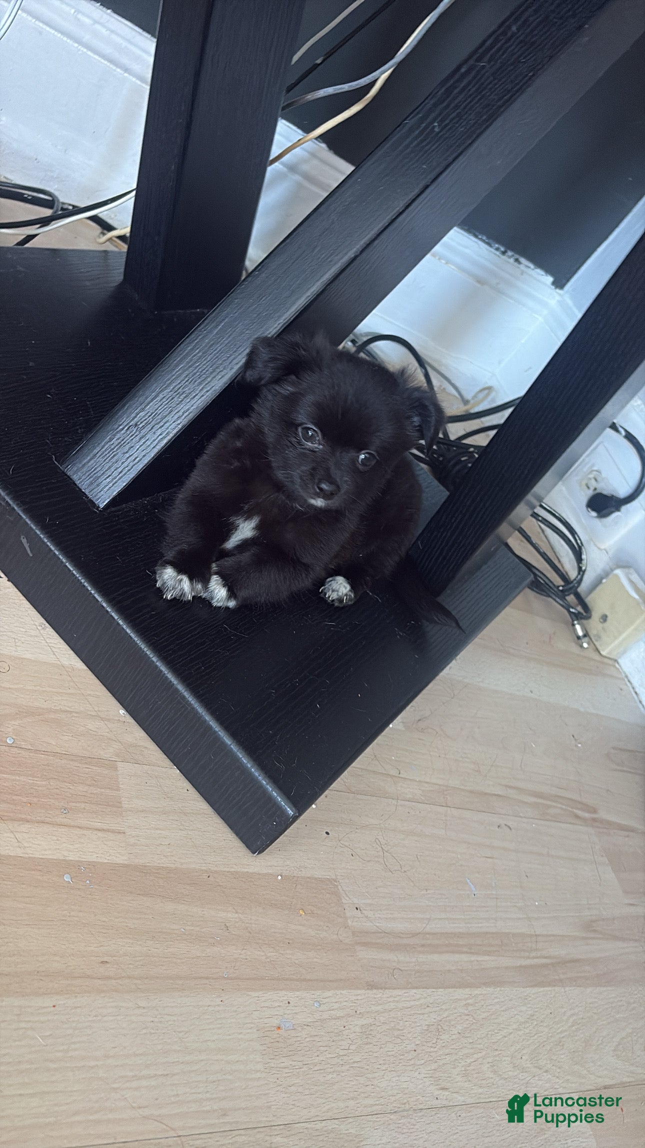 Chihuahua dogs Fluffy Chihuahua puppy male  - Ad 5
