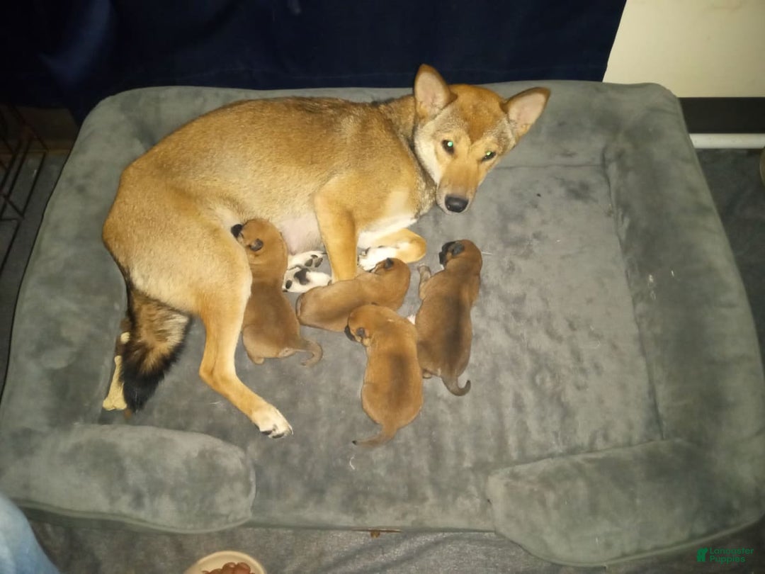 Gallery Image {{count}}