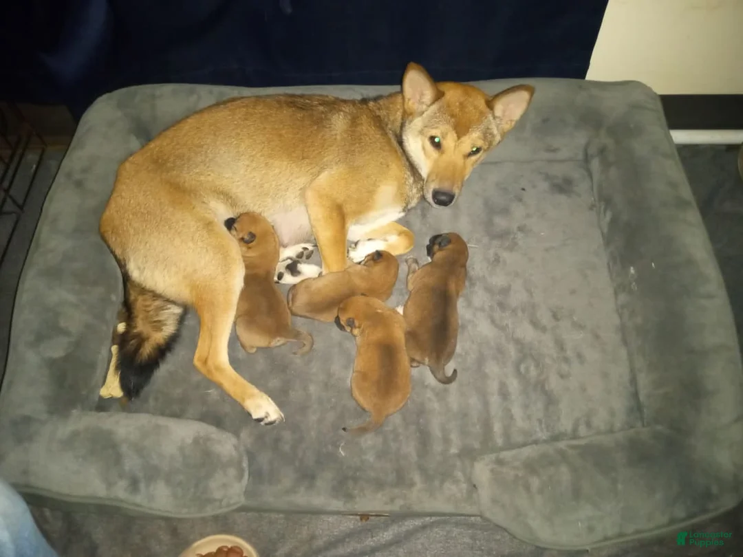 Gallery Image {{count}}