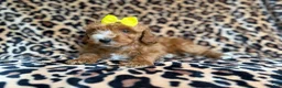 Cockapoo dogs for sale: Janey - Ad 6