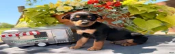 Miniature Pinscher dogs for sale: Kyle - Ad 5
