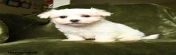 Maltese dogs for sale: Sam - Ad 3