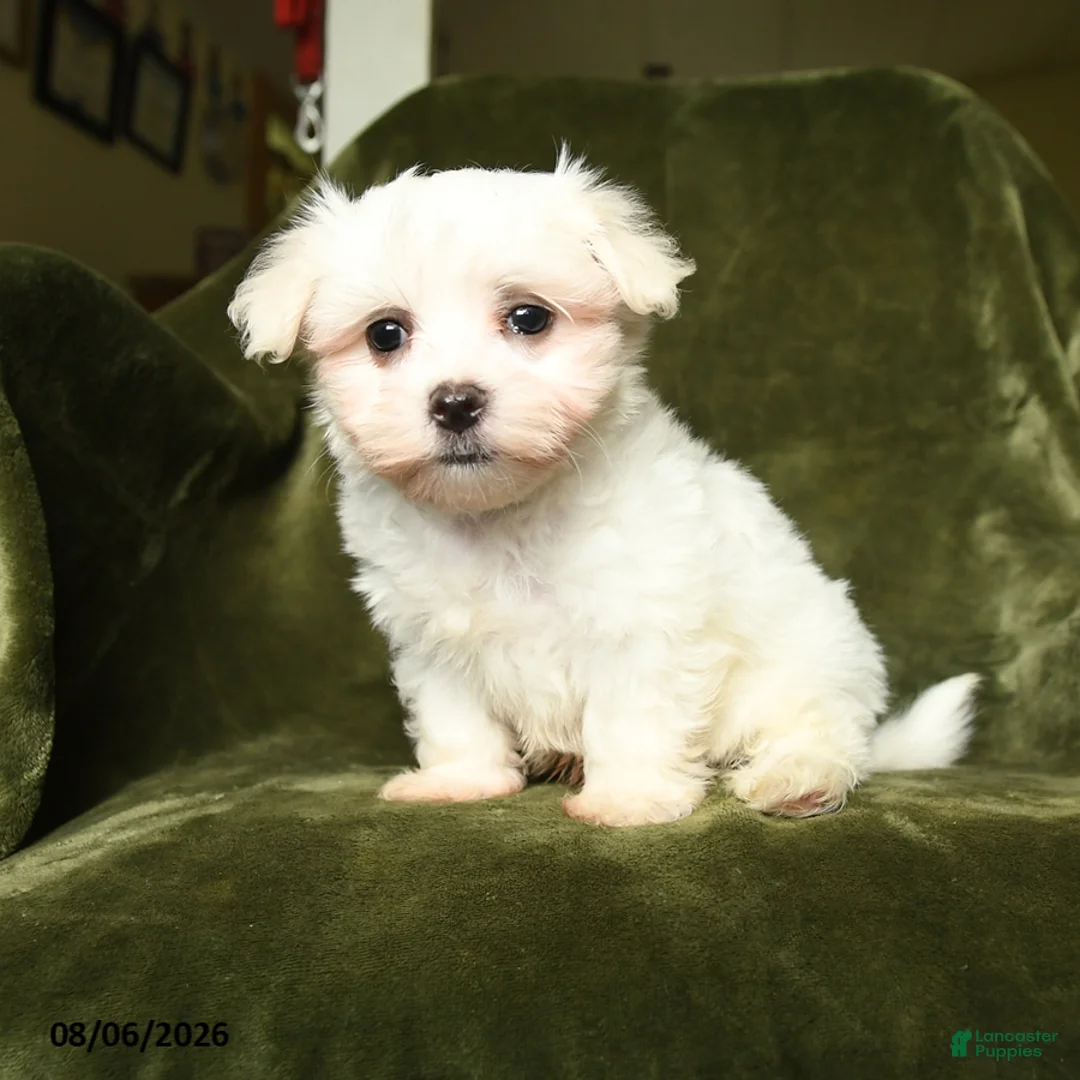 Maltese dogs for sale: Sam - Ad 3