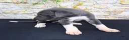 Great Dane dogs for sale: Slate - Ad 4