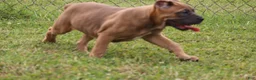 Cane Corso dogs for sale: Andromeda  - Ad 6