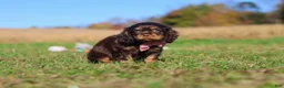 Cavalier King Charles Spaniel dogs for sale: Cooper - Ad 10