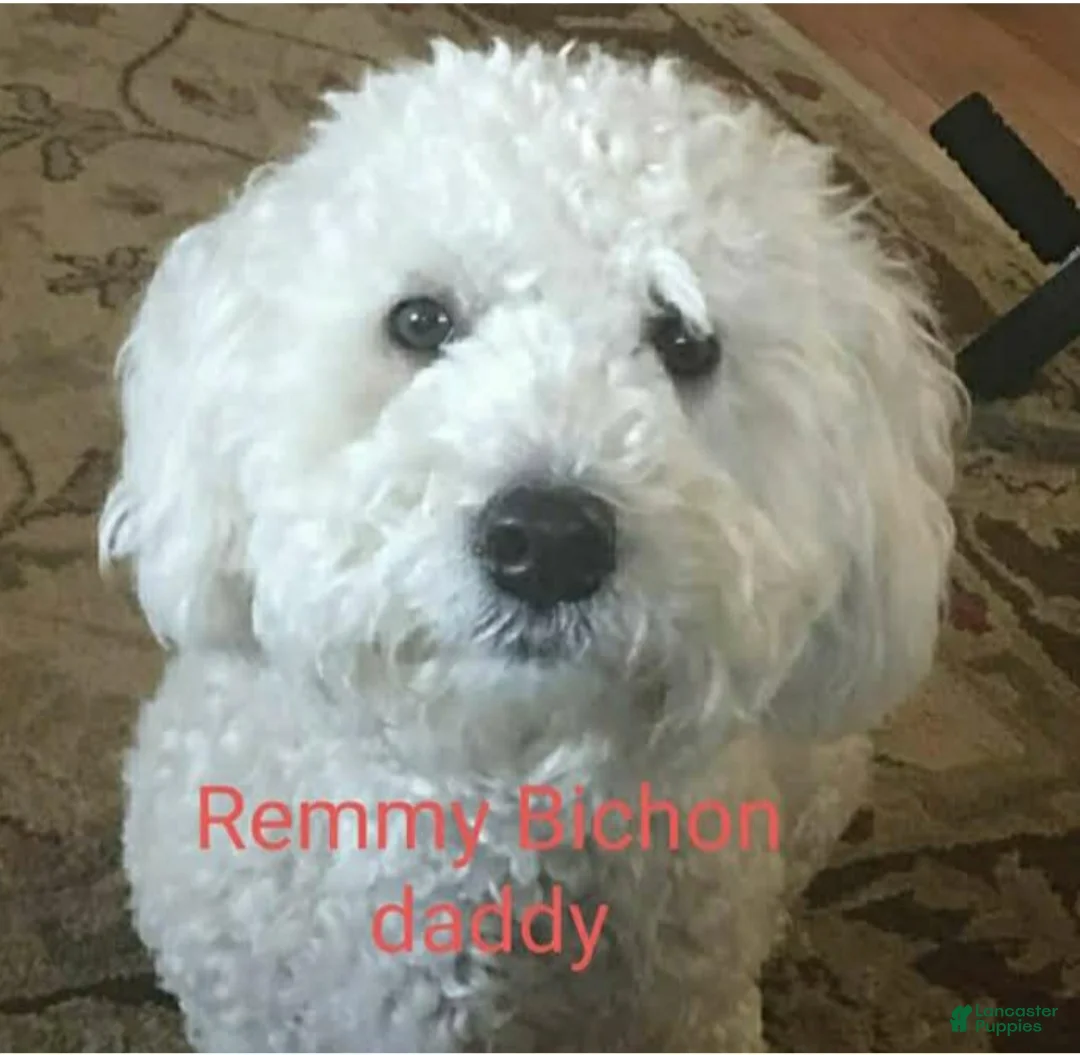 Bichpoo dogs for sale: Jackson - Ad 6