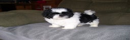 Shih Tzu dogs for sale: Shih Tzu Puppy 1 - Ad 1