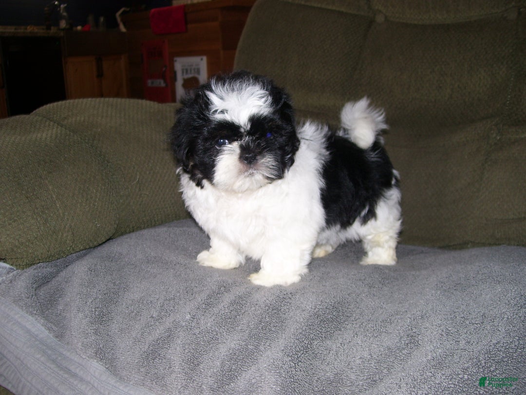Shih Tzu dogs for sale: Shih Tzu Puppy 1 - Ad 1