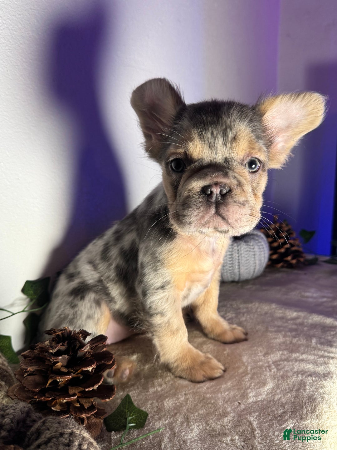 French Bulldog dogs for sale: Blue tan Merle Big Rope Fluffy Female - Ad 1