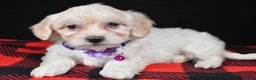 Maltipoo dogs for sale: Misty - Ad 1