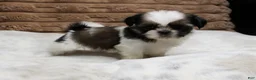 Shih Tzu dogs for sale: Missy - Ad 3