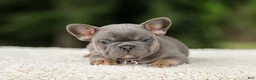 French Bulldog dogs for sale: Duke - Ad 5