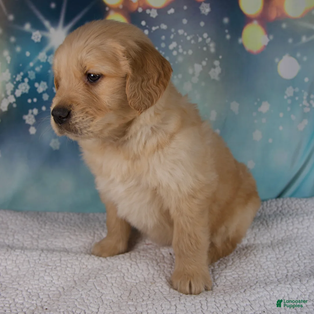 Golden Retriever dogs for sale: Enzo - Ad 4