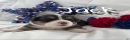 Welsh Corgi Pembroke dogs for sale: Jack - Ad 3