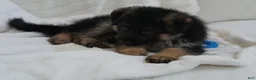 German Shepherd dogs for sale: German Shepherd Blue Collar Male Pick of Liter! - Ad 15