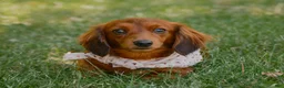 Miniature Dachshund dogs for sale: Indy  - Ad 6